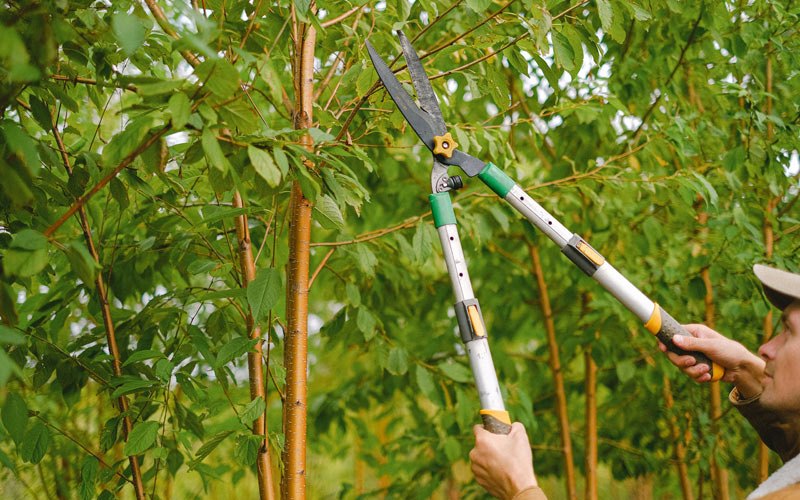 Tree trimming in Neponset, IL