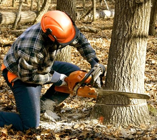 Tree Removal in Neponset, IL